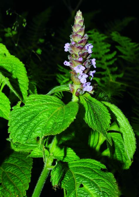 Lamiaceae - 肯尼亚植物