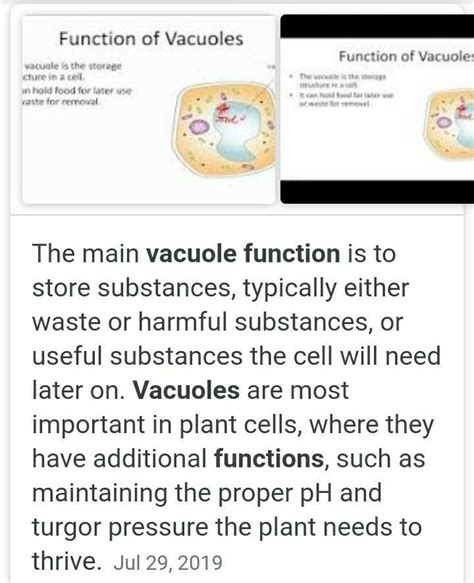 What are the functions of vacuoles? - Brainly.in