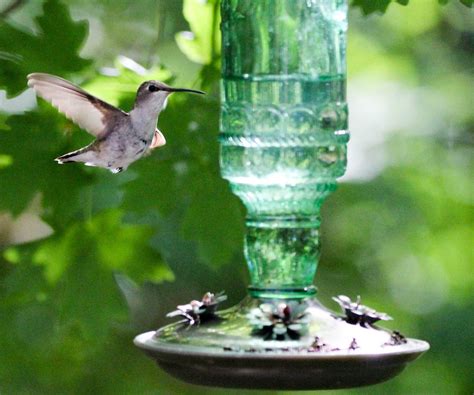 Where to place a hummingbird feeder – 5 essential tips | Homes and Gardens