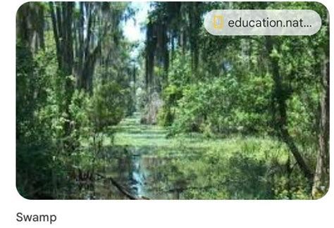 \huge { \colorbox{azure}{ \color{red}{ᎤᏬᏋᏕᏖᎥᎧᏁ}}}What are swamps ...