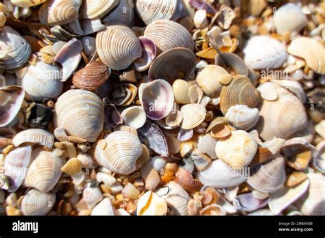 Image result for Small Shells
