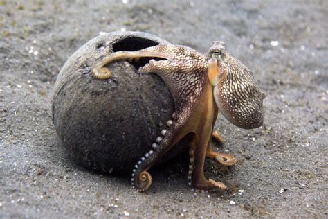 Image result for Octopus Solves Problem