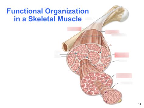 Image result for Skeletal Muscle Functional Unit