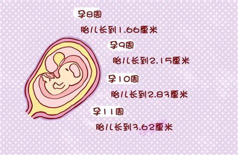 6个月胎儿发育过程图_胎儿发育标准、发育指标_亲子百科_太平洋亲子网