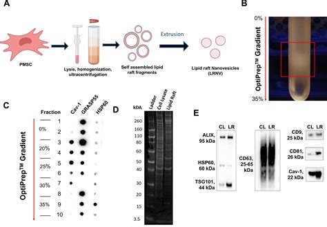 Example Of Lipid Rafts at Lesley Jones blog