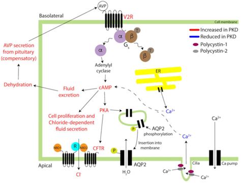 The Biology of Vasopressin
