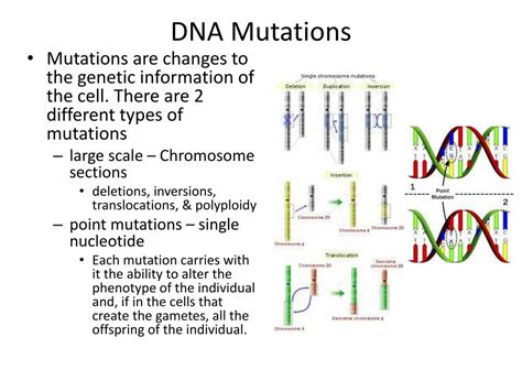 Crash Course DNA Mutations 的图像结果