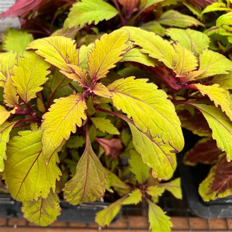Growing Coleus Seeds: A Simple Guide to Colorful Garden Beauty - Flower Patch Farmhouse