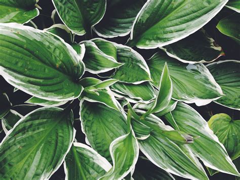 Which Hostas Can Grow in the Sun?