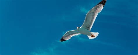 Download wallpaper 2560x1024 seagull, bird, wings, flight, sky, clouds ...