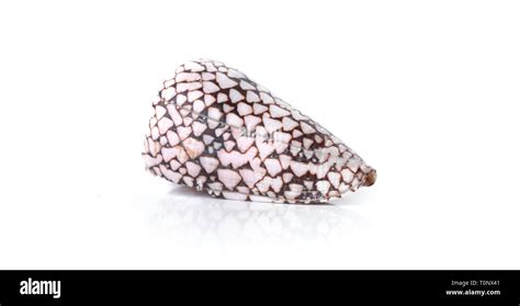 Image result for Pearly Sea Shells