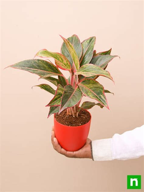 Buy Aglaonema siam aurora, Aglaonema lipstick - Plant online from ...