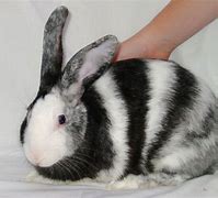 Image result for Bunny Pretty
