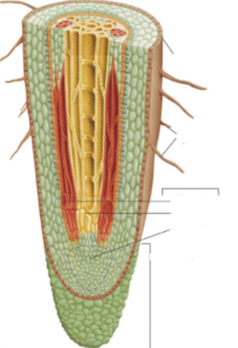 Image result for Root Python Diagram