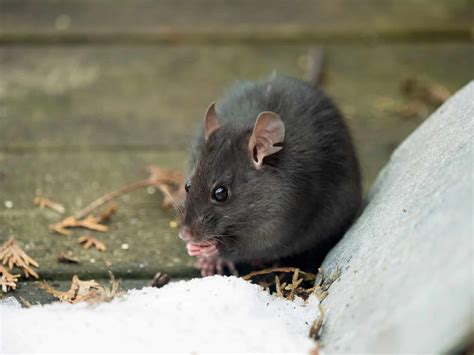 What Eats Rat X? Common Predators You Should Know