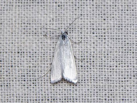Scirpophaga spp. | Moths