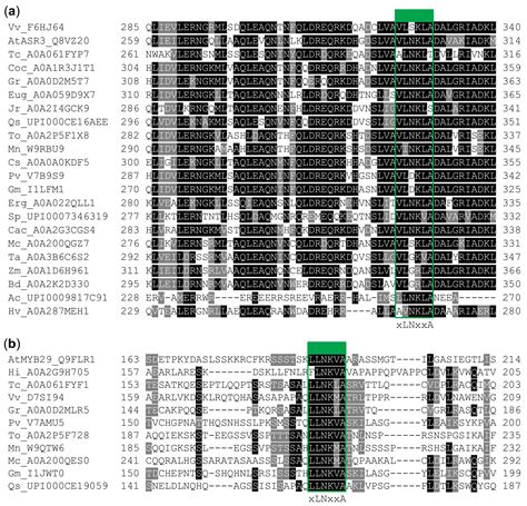 Evolution of A bHLH Interaction Motif