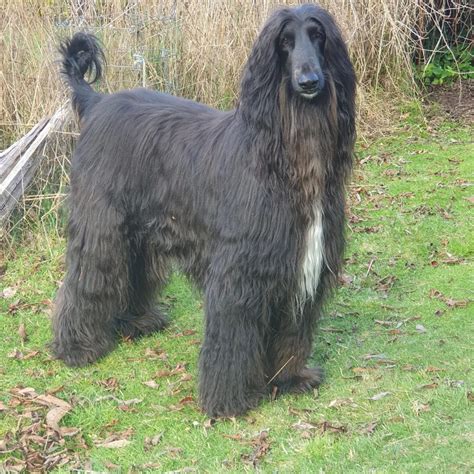 Long Nose Dog Wonder: 'Is That Even Real?' - Meet the World Record Setter with an Absurdly Long ...