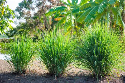 Growing and Caring for Lemon Grass Plants: All You Must Know – Ugaoo