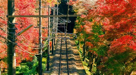 5 Extraordinary Destinations For Forest Bathing In Japan | Holiday ...