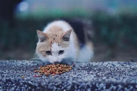 猫咬人怎么办 – 中国宠物网