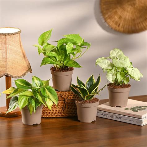 UGAOO Indoor Plants for Home Combo of 4 - Snake Plant, Money Plant ...