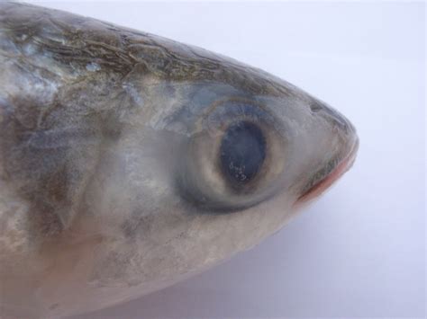 Mullet Fish facts and nutrition - Health Benefits