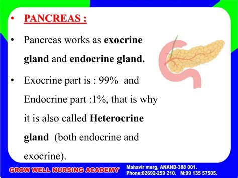 Pancreas endocrine gland | PPT