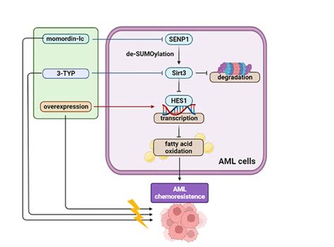 Dysregulation of SIRT3 SUMOylation Confers AML Chemoresistance via ...