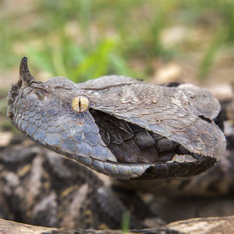 Gaboon Viper (Bitis gabonica) | about animals
