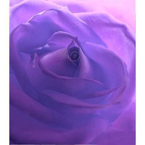 5 Purple Rose Rosa Bush Shrub Perennial Flower Seeds India | Ubuy