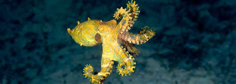 Image result for Blue-Ringed Octopus Facts