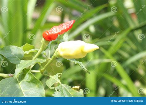 Fresh Cayenne Pepper in the Garden Stock Photo - Image of dish, leaf ...