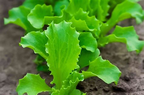 How to Grow Lettuce