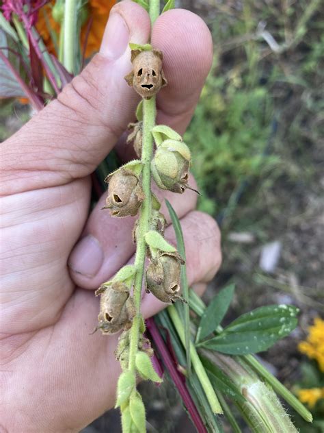 Snapdragon Flower Skull