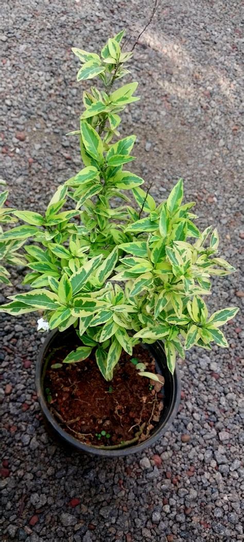 Solanum Jasminoides Aurea Variegata / Variegated Potato Vine – Growcerys