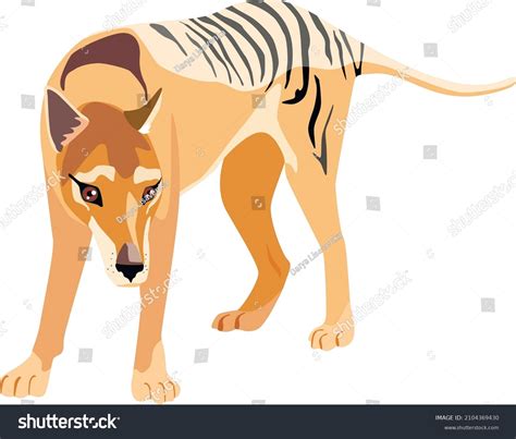 Extinct Marsupial Wolf Mammal Vector Illustration Stock Vector (Royalty ...