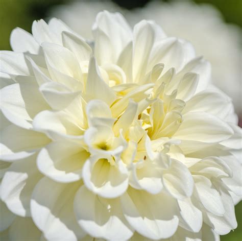 The 12 Most Beautiful White Flowers to Plant in Your Garden