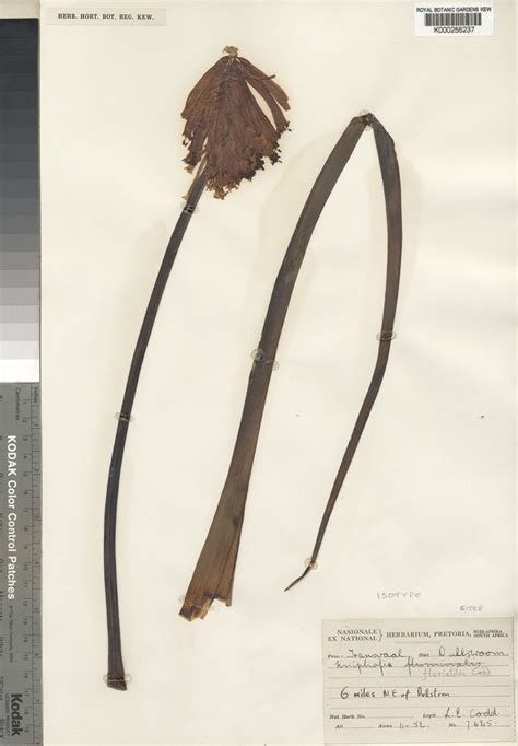 Kniphofia fluviatilis Codd | Plants of the World Online | Kew Science