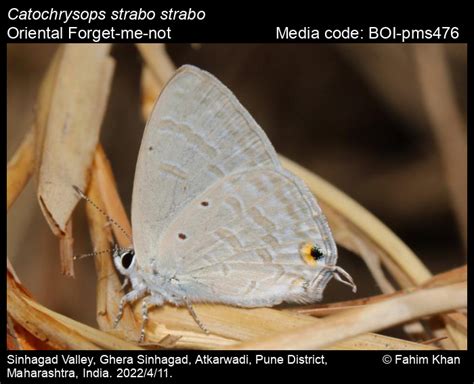 Catochrysops strabo strabo | Butterfly