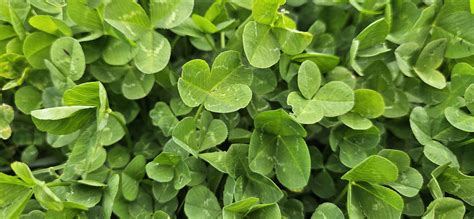 Hardy White Clover | Clovers and Legumes, White Clovers | Wesco Seeds