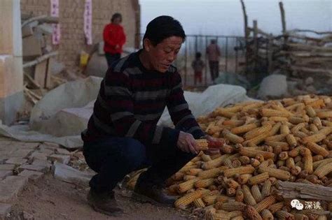 收购玉米获刑改判无罪后 这位老乡一星期又收了15万斤——中国青年网