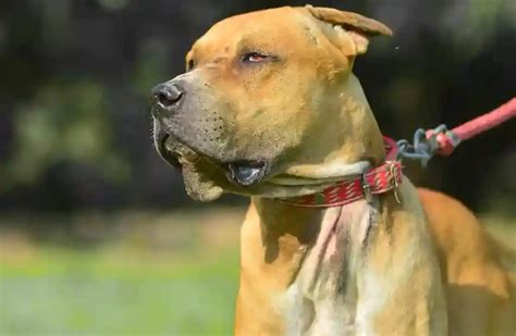 Are Bully Kutta Dangerous? | bullykuttawarriors.com
