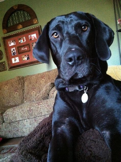 Lab/Great Dane mix looks just like Tracker! | Great dane mix, Great ...