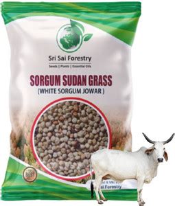 SRI SAI FORESTRY Sorgum Sudan Grass Seeds,Multi Cut Grass Seed Price in ...