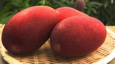 Japanese Miyazaki Mango Grafted Live Plant – Seed2Plant