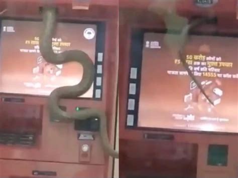 [Watch] Creepy Snake Slithering Into ATM, Video Will Freak You Out ...