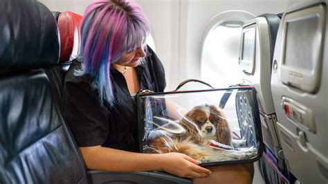 Southwest Airlines Pet Policy: Everything You Need to Know Before ...