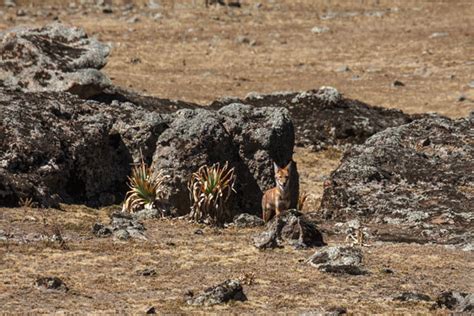 Image result for Wolves Types