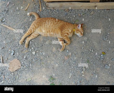 Orange color tabby cat resting and sleeping on gray dirt land, The behavior of pets Stock Photo ...